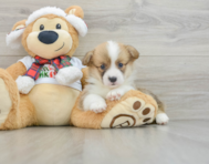 5 week old Pembroke Welsh Corgi Puppy For Sale - Lone Star Pups