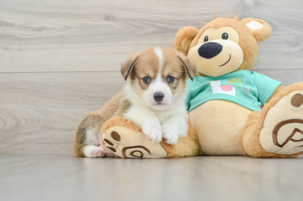 8 week old Pembroke Welsh Corgi Puppy For Sale - Lone Star Pups