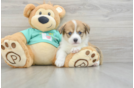 Pembroke Welsh Corgi Puppy for Adoption