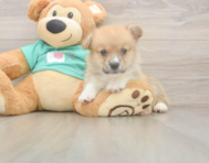 5 week old Pembroke Welsh Corgi Puppy For Sale - Lone Star Pups