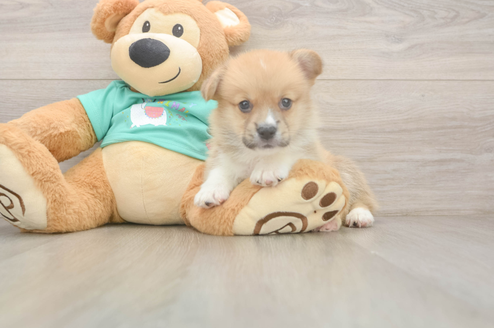 6 week old Pembroke Welsh Corgi Puppy For Sale - Lone Star Pups