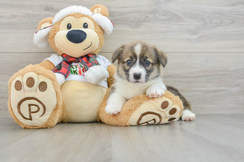 5 week old Pembroke Welsh Corgi Puppy For Sale - Lone Star Pups