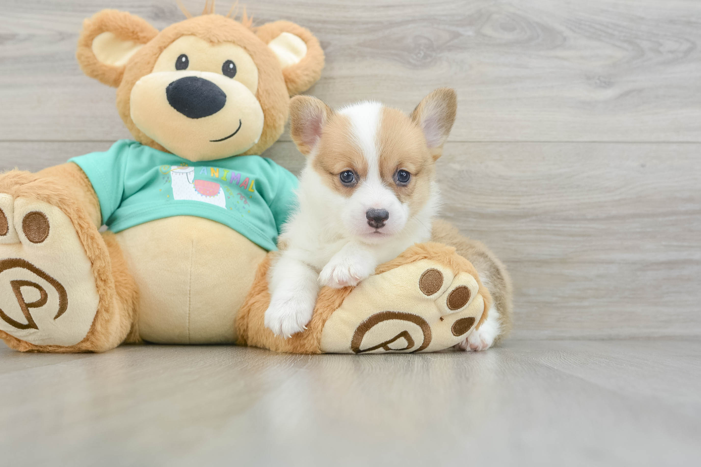 Funny Pembroke Welsh Corgi Baby