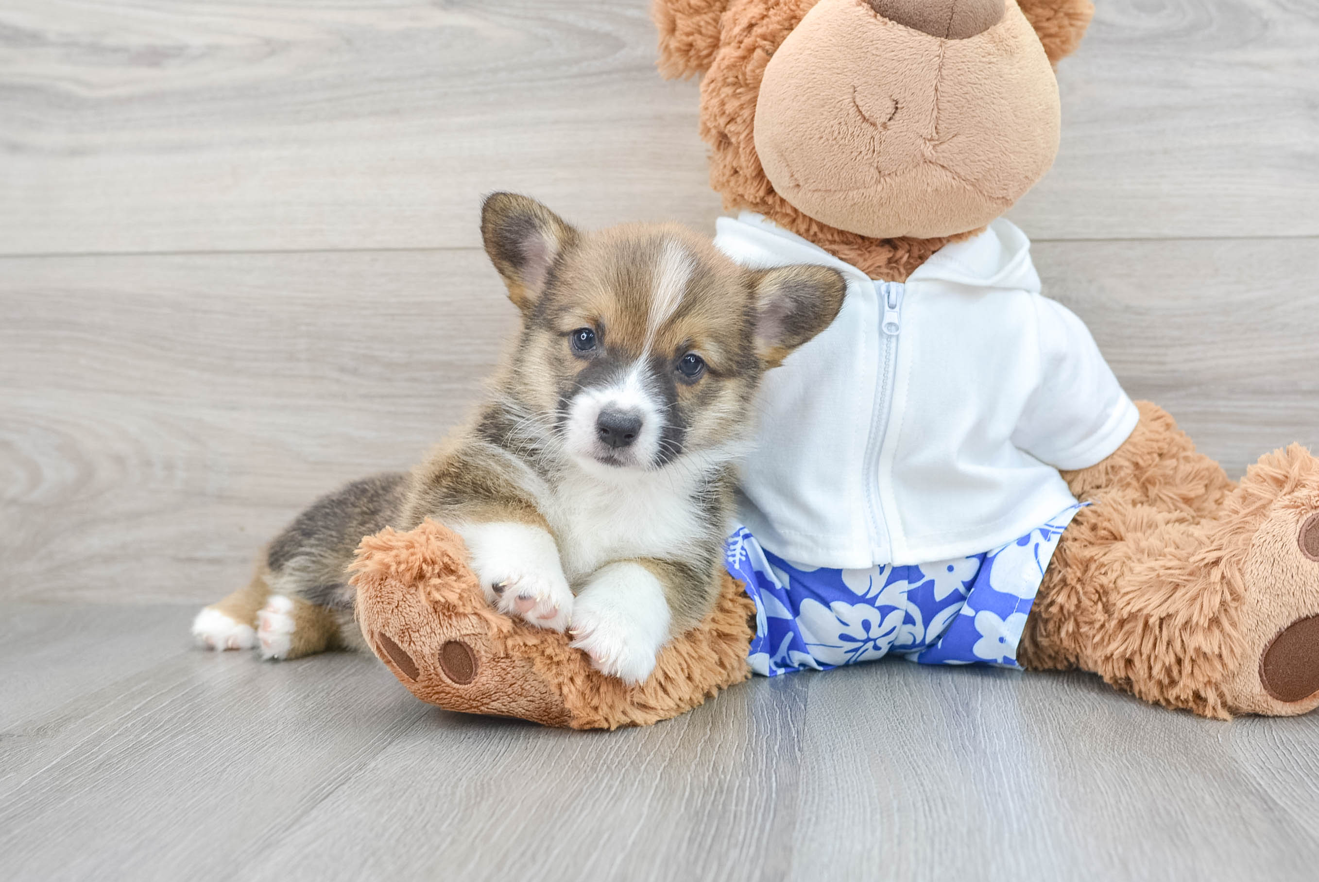 Akc Registered Pembroke Welsh Corgi Purebred Pup