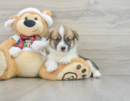 5 week old Pembroke Welsh Corgi Puppy For Sale - Lone Star Pups