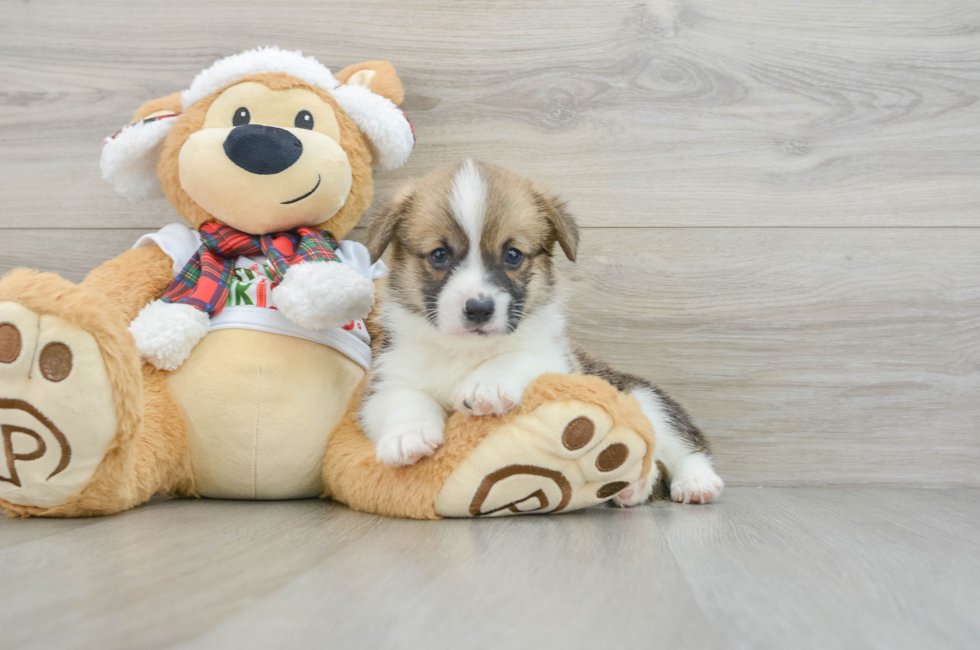 5 week old Pembroke Welsh Corgi Puppy For Sale - Lone Star Pups