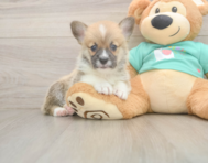 5 week old Pembroke Welsh Corgi Puppy For Sale - Lone Star Pups