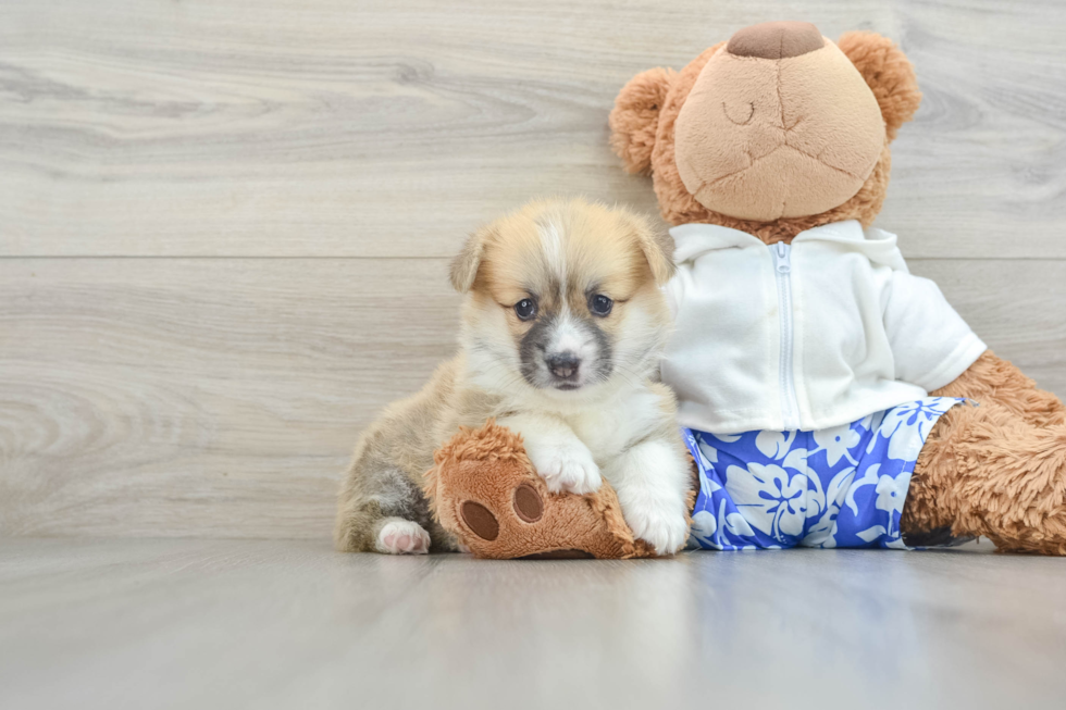 Hypoallergenic Pembroke Welsh Corgi Baby