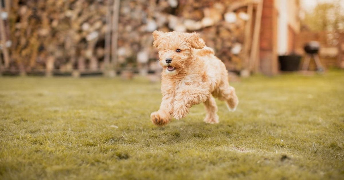 Lone Star Cute Puppy Dogs For Sale Do Yorkie Poo Shed Designer