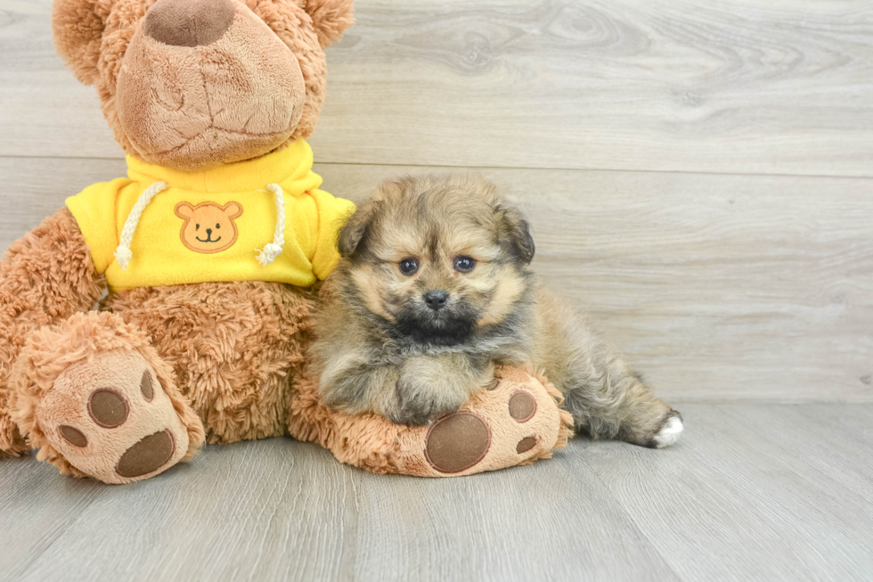 Little Pom Frise Designer Puppy