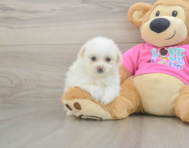 5 week old Pomachon Puppy For Sale - Lone Star Pups