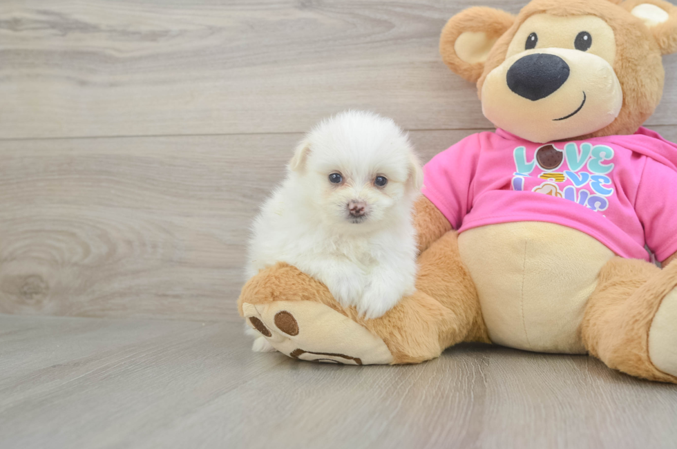 5 week old Pomachon Puppy For Sale - Lone Star Pups