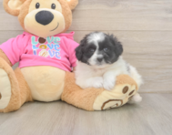 5 week old Pomachon Puppy For Sale - Lone Star Pups