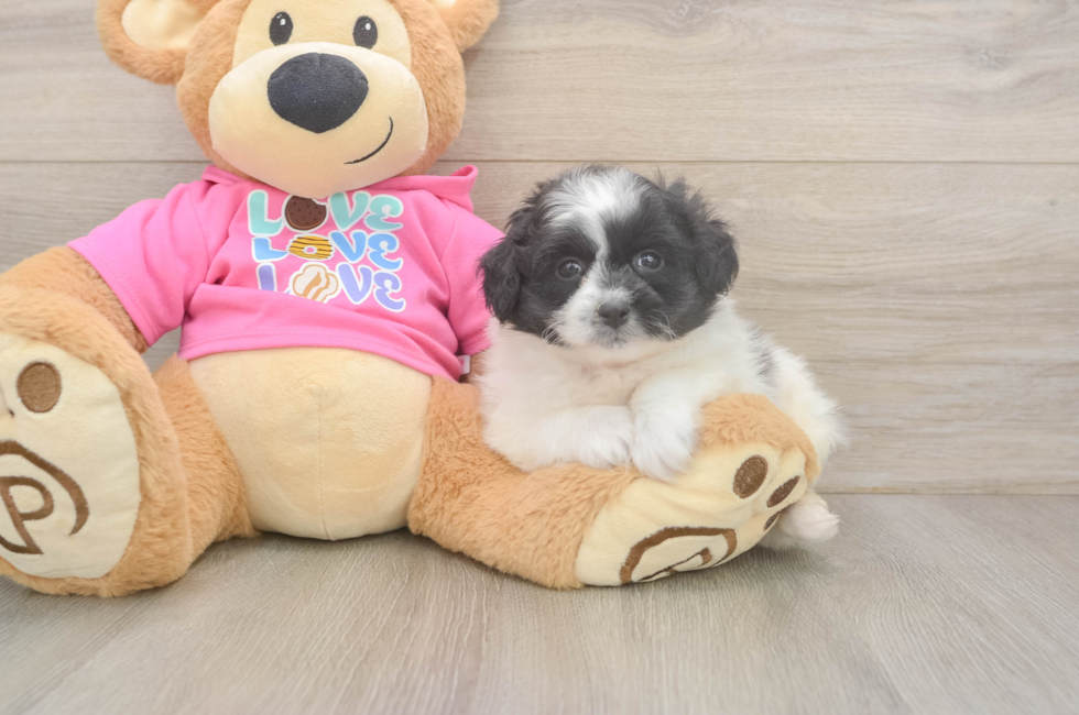5 week old Pomachon Puppy For Sale - Lone Star Pups