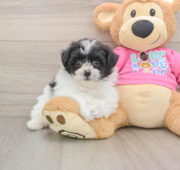 8 week old Pomachon Puppy For Sale - Lone Star Pups