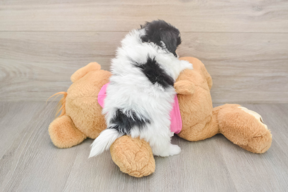 Pomachon Puppy for Adoption
