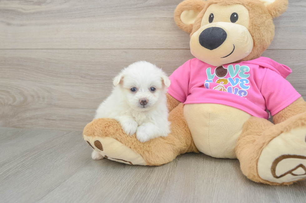 5 week old Pomachon Puppy For Sale - Lone Star Pups