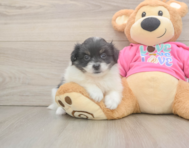 5 week old Pomachon Puppy For Sale - Lone Star Pups