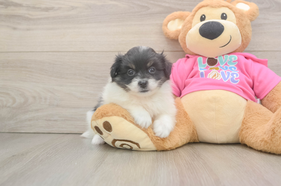 5 week old Pomachon Puppy For Sale - Lone Star Pups
