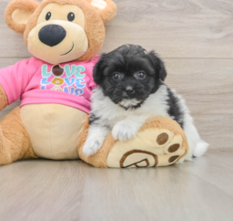 8 week old Pomachon Puppy For Sale - Lone Star Pups
