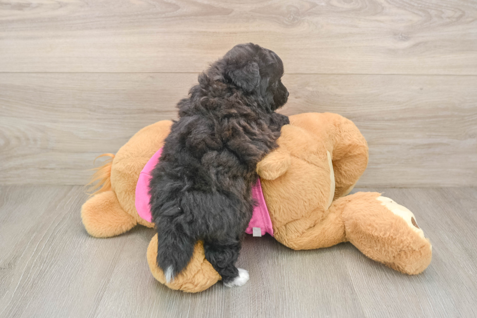 Smart Pomachon Designer Pup