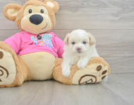 5 week old Pomachon Puppy For Sale - Lone Star Pups