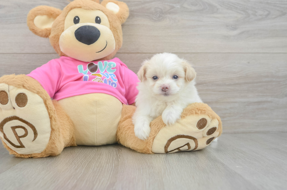 5 week old Pomachon Puppy For Sale - Lone Star Pups