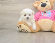 5 week old Pomachon Puppy For Sale - Lone Star Pups