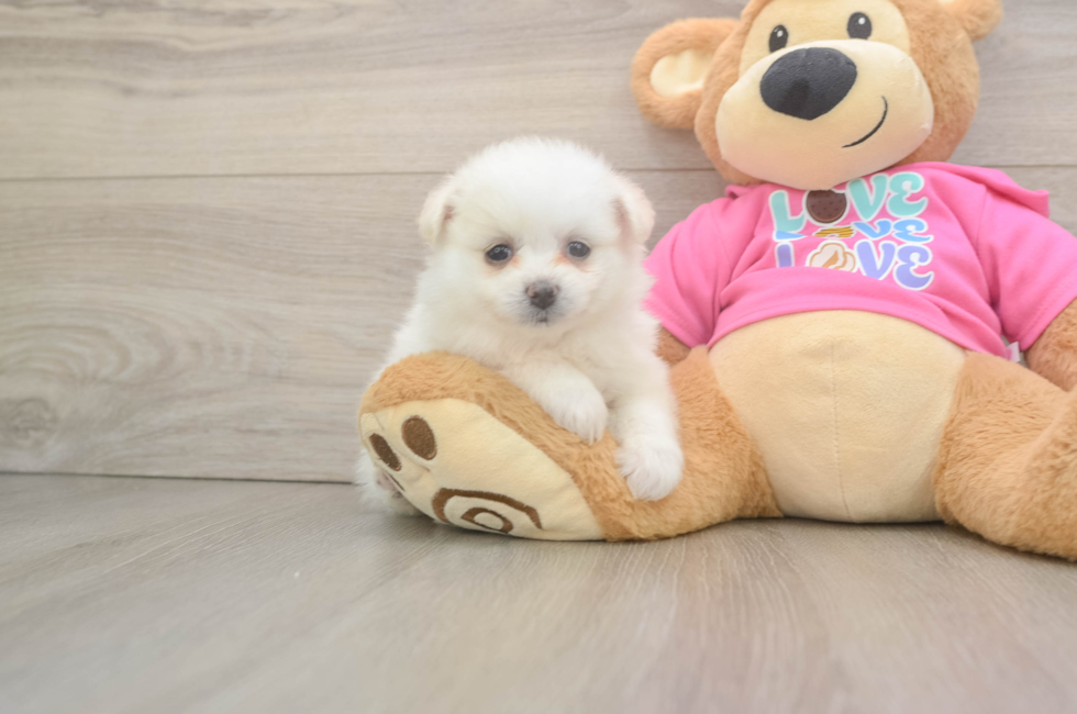 5 week old Pomachon Puppy For Sale - Lone Star Pups