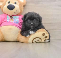 8 week old Pomachon Puppy For Sale - Lone Star Pups