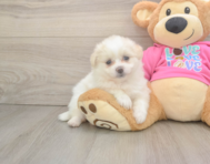 5 week old Pomachon Puppy For Sale - Lone Star Pups