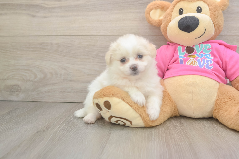 5 week old Pomachon Puppy For Sale - Lone Star Pups