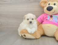 5 week old Pomachon Puppy For Sale - Lone Star Pups