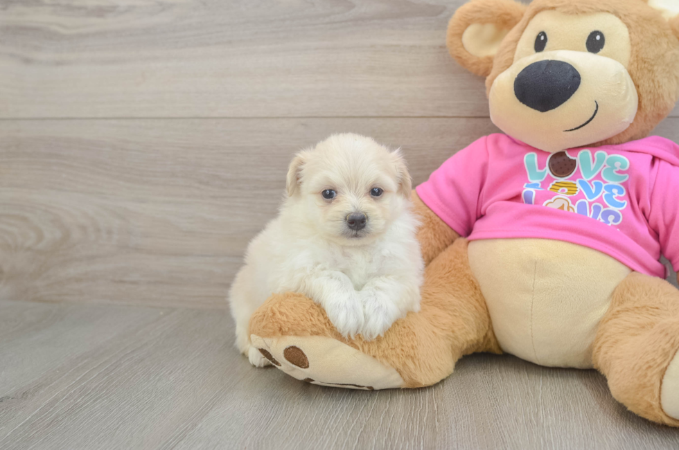 5 week old Pomachon Puppy For Sale - Lone Star Pups