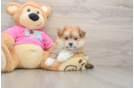 Playful Pom Frise Designer Puppy