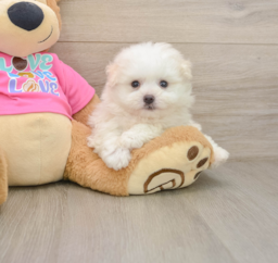 6 week old Pomachon Puppy For Sale - Lone Star Pups