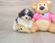 6 week old Pomachon Puppy For Sale - Lone Star Pups