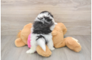 Petite Pomachon Designer Pup