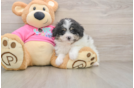 Pomachon Pup Being Cute