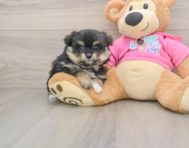 6 week old Pomachon Puppy For Sale - Lone Star Pups