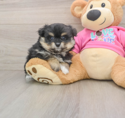 9 week old Pomachon Puppy For Sale - Lone Star Pups