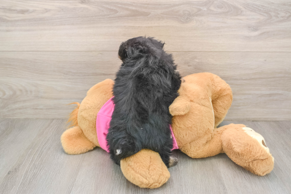 Pomachon Puppy for Adoption
