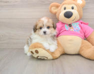 6 week old Pomachon Puppy For Sale - Lone Star Pups