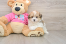Playful Pom Frise Designer Puppy