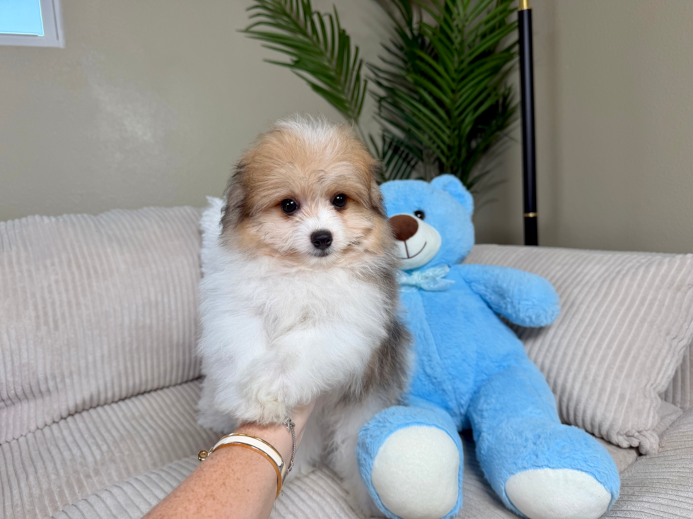 Pomachon Pup Being Cute