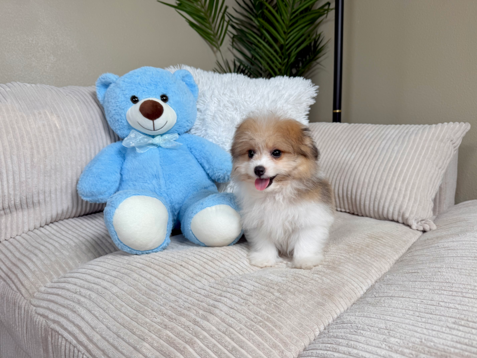 Best Pomachon Baby