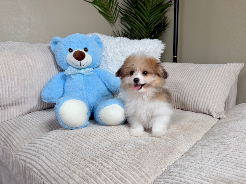 Cute Pomachon Baby