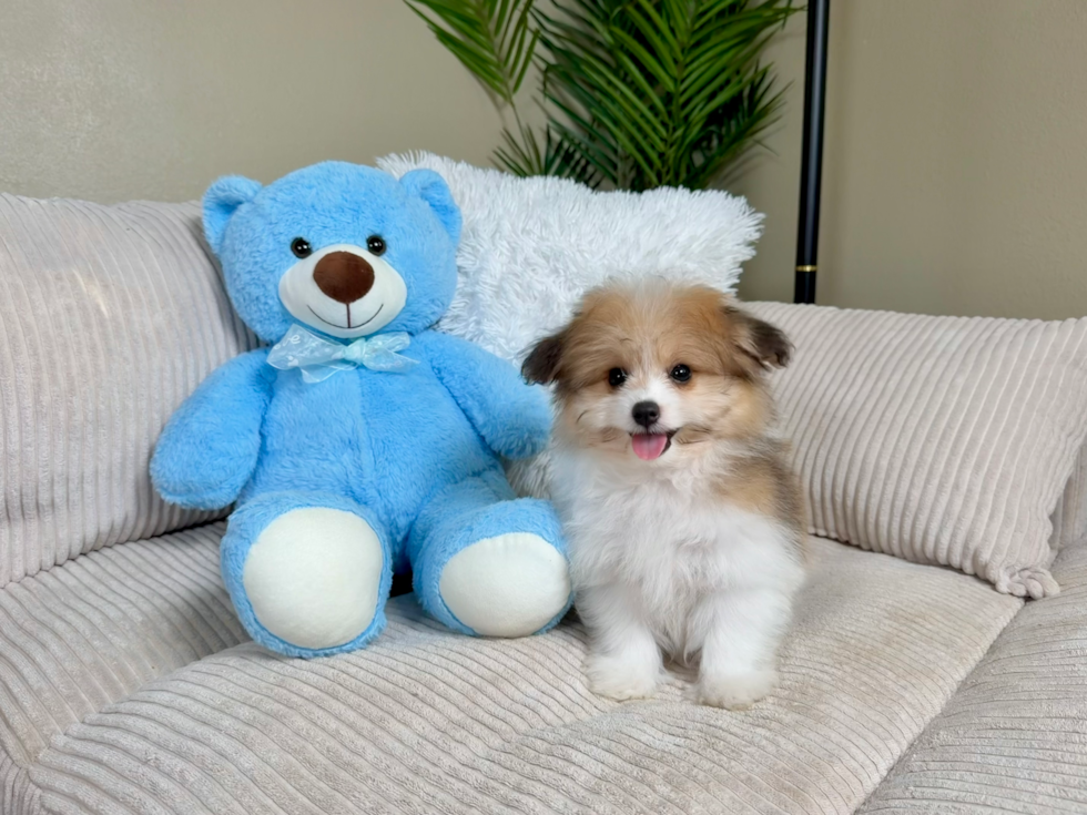 Cute Pomachon Designer Pup