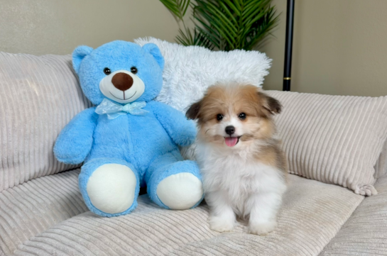 Cute Pomachon Designer Pup