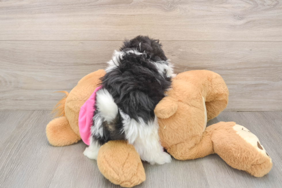 Pomachon Puppy for Adoption